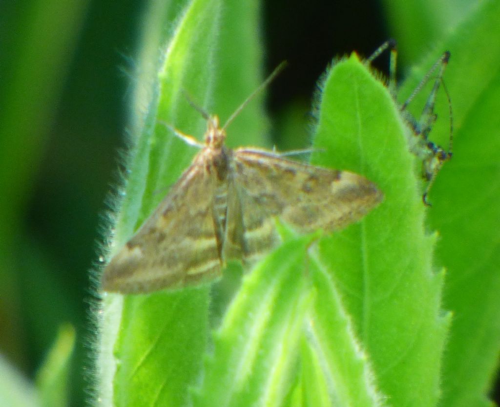 Pyrausta despicata e Eurrhypis pollinalis (Crambidae)